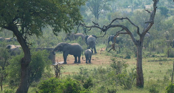 Elephants under trees